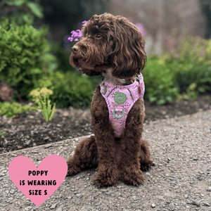 Trail & Glow Dog Harness - COLOUR DROPS® - Pick Me - Bailey and Coco (UK)