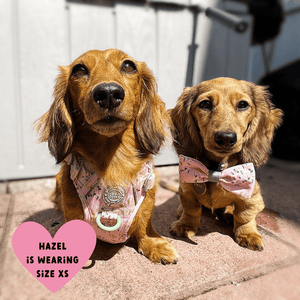 Trail & Glow Dog Harness - COLOUR DROPS® - Pick Me - Bailey and Coco (UK)