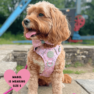 Trail & Glow Dog Harness - COLOUR DROPS® - Pick Me - Bailey and Coco (UK)
