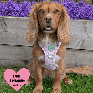 Trail & Glow Dog Harness - COLOUR DROPS® - Pick Me - Bailey and Coco (UK)