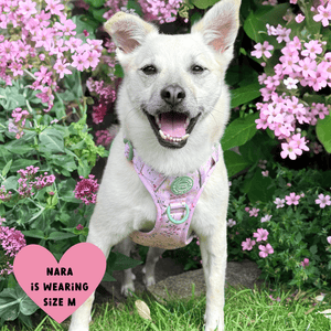 Trail & Glow Dog Harness - COLOUR DROPS® - Pick Me - Bailey and Coco (UK)