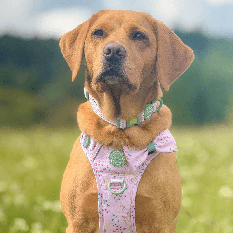 Trail & Glow Dog Harness - COLOUR DROPS® - Pick Me - Bailey and Coco (UK)