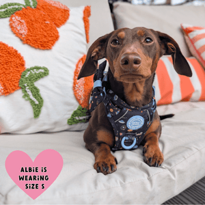 Trail & Glow Dog Harness - COLOUR DROPS® - Space Paws - Bailey and Coco (UK)