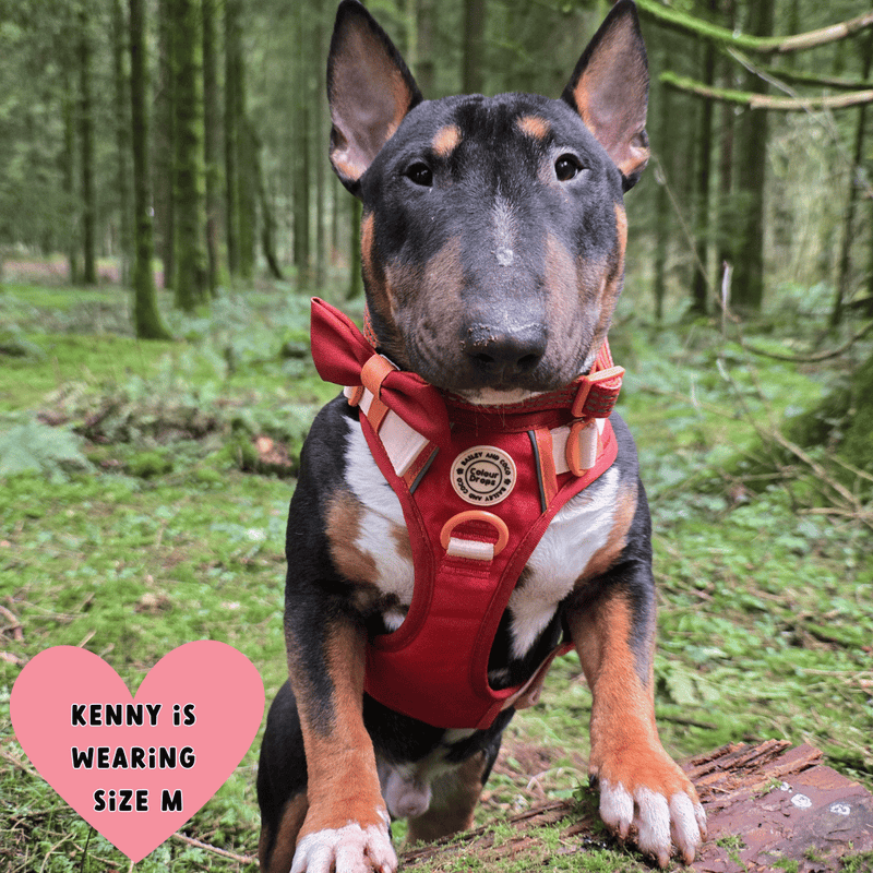 english bull terrier harness