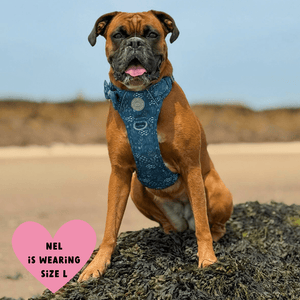 Trail & Glow Dog Harness - COLOUR DROPS® - Touch Grass - Bailey and Coco (UK)