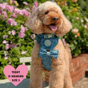 Trail & Glow Dog Harness - COLOUR DROPS® - Touch Grass - Bailey and Coco (UK)