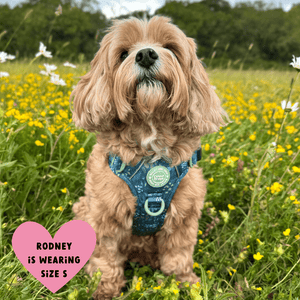 Trail & Glow Dog Harness - COLOUR DROPS® - Touch Grass - Bailey and Coco (UK)