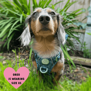 Trail & Glow Dog Harness - COLOUR DROPS® - Touch Grass - Bailey and Coco (UK)