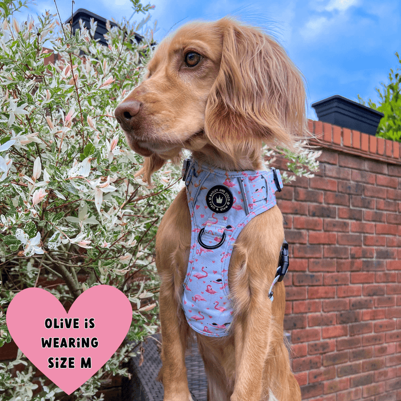 Trail & Glow® Dog Harness - Flamingo Fling - Bailey and Coco (UK)