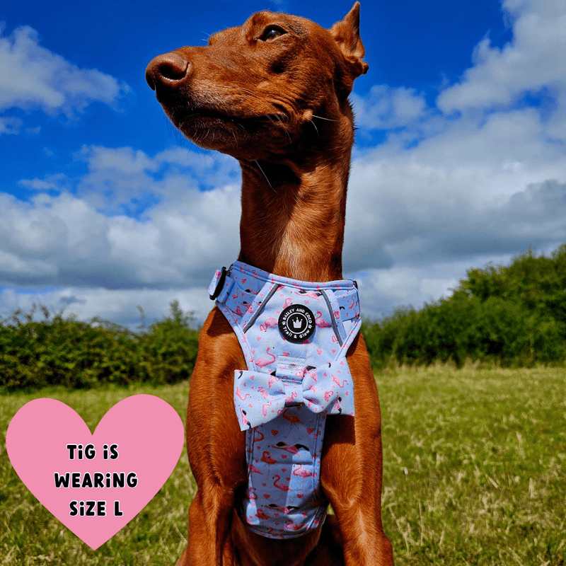 Trail & Glow® Dog Harness - Flamingo Fling - Bailey and Coco (UK)
