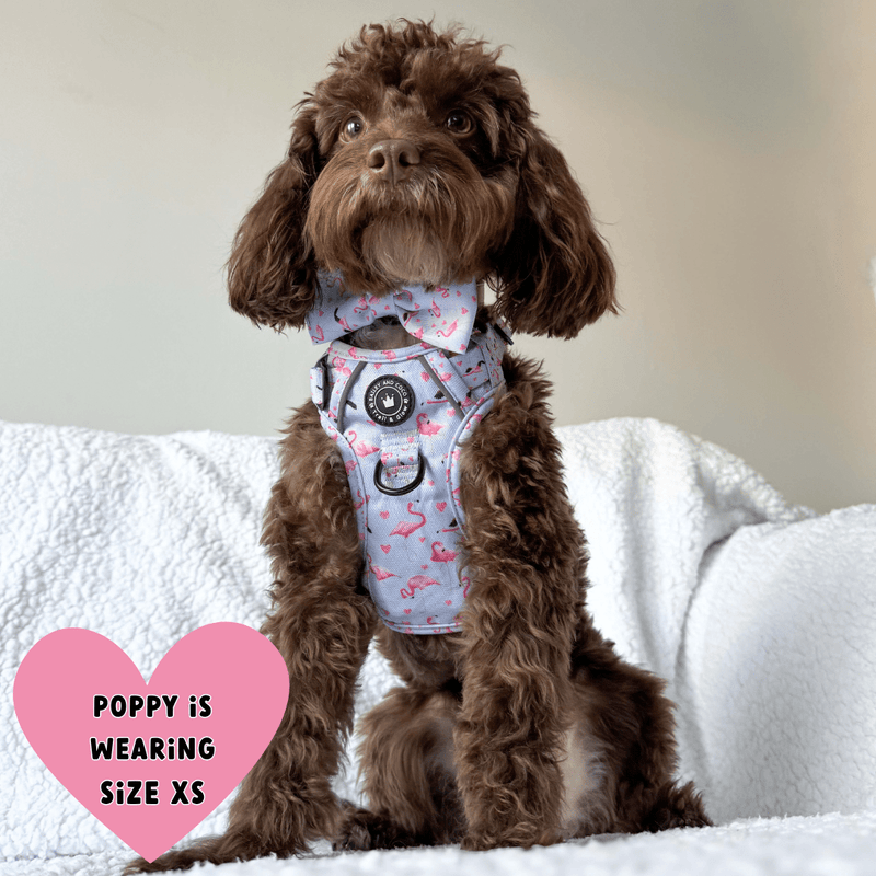 Trail & Glow® Dog Harness - Flamingo Fling - Bailey and Coco (UK)