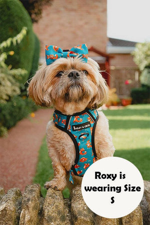 dog harness for shih tzu