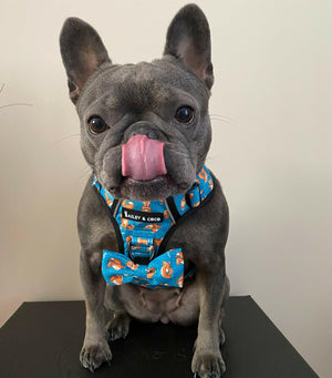 frenchie harness uk