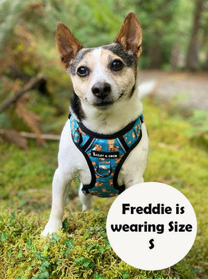 jack russell wearing harness