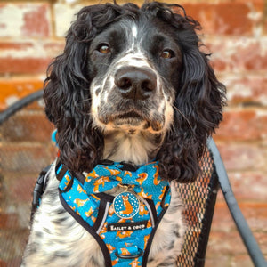 best harness for sprocker spaniel