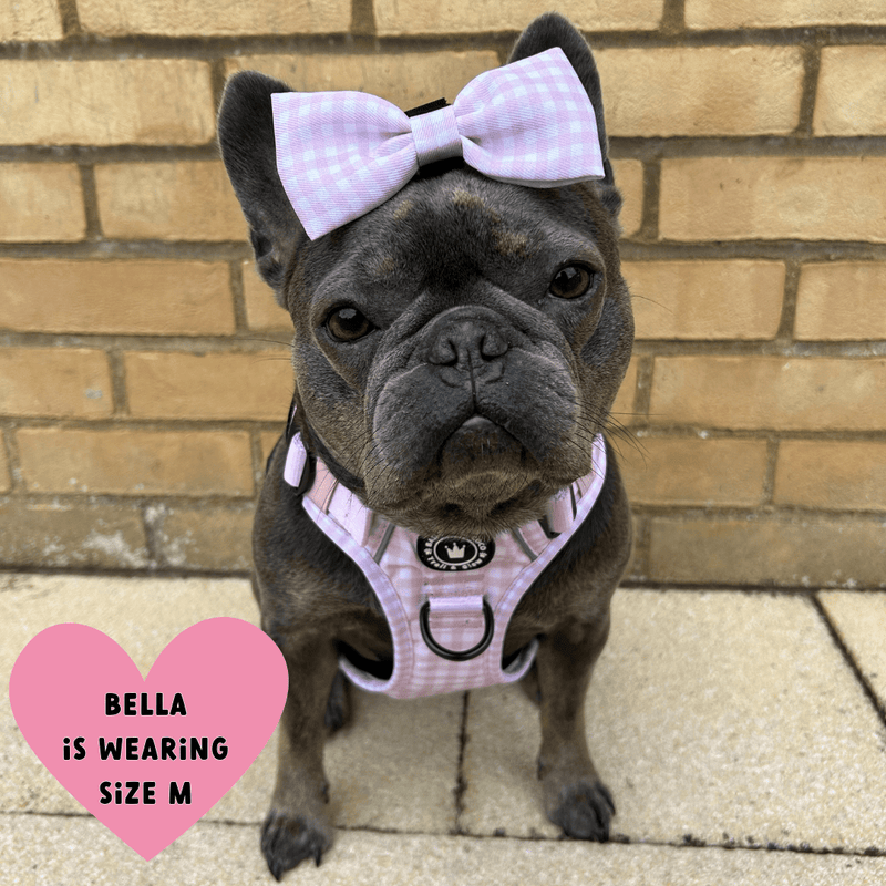 frenchie harness uk