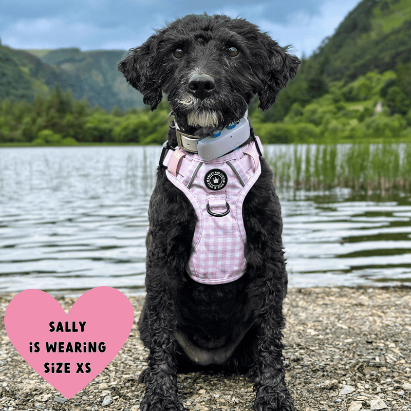 black dog wearing harness
