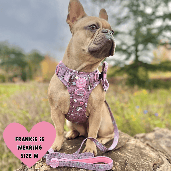 Trail & Glow Dog Harness & Lead Set - Colour Drops - Be Unique - alternate view
