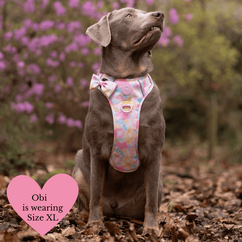 Trail & Glow Dog Harness & Lead Set - Colour Drops - Candy Floss - Bailey and Coco (UK)