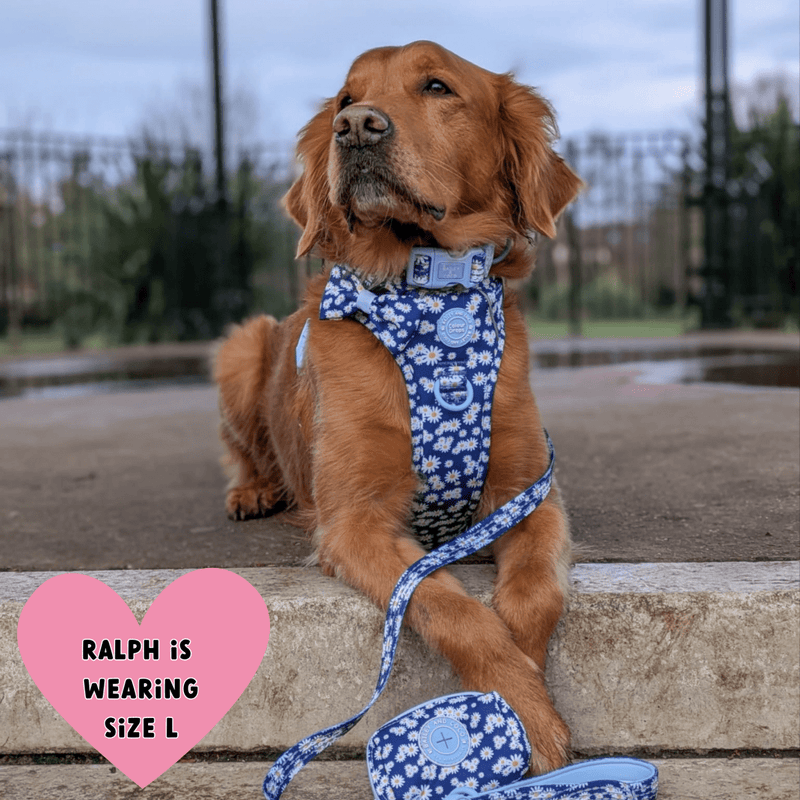 Trail & Glow Dog Harness & Lead Set - Colour Drops - Loves me, Loves me not - Bailey and Coco (UK)
