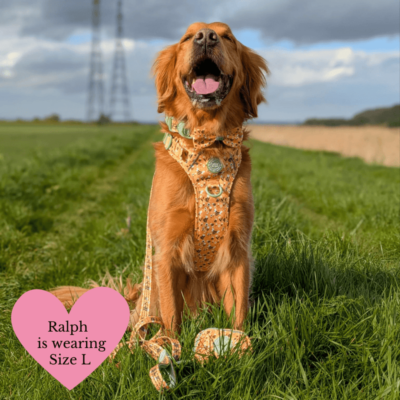 Trail & Glow Dog Harness & Lead Set - Colour Drops - Wanna - Bee - Bailey and Coco (UK)