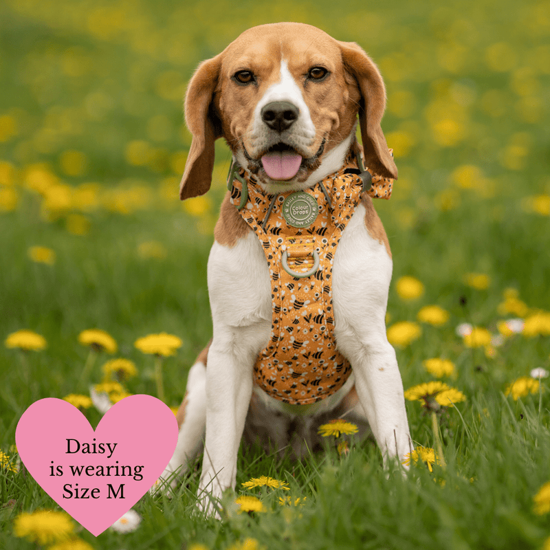 Trail & Glow Dog Harness & Lead Set - Colour Drops - Wanna - Bee - Bailey and Coco (UK)