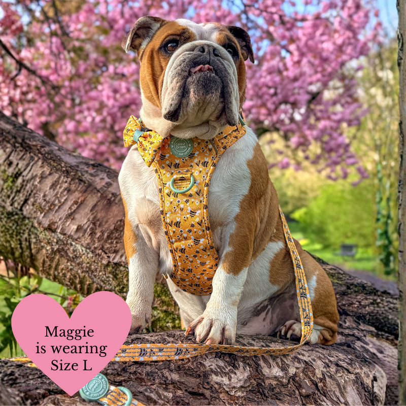 Trail & Glow Dog Harness & Lead Set - Colour Drops - Wanna - Bee - Bailey and Coco (UK)