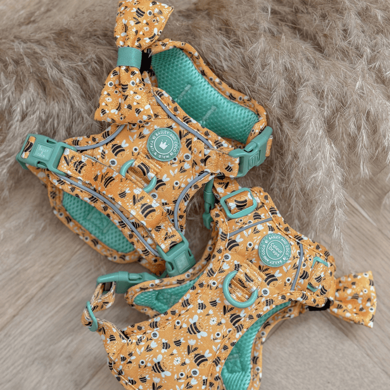 Trail & Glow Dog Harness & Lead Set - Colour Drops - Wanna - Bee - Bailey and Coco (UK)