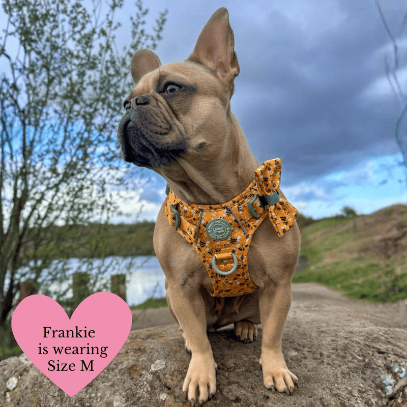 Trail & Glow Dog Harness & Lead Set - Colour Drops - Wanna - Bee - Bailey and Coco (UK)