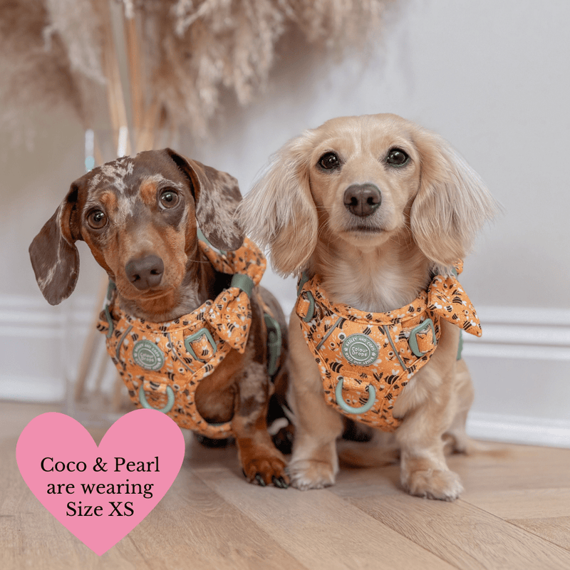 Trail & Glow Dog Harness & Lead Set - Colour Drops - Wanna - Bee - Bailey and Coco (UK)