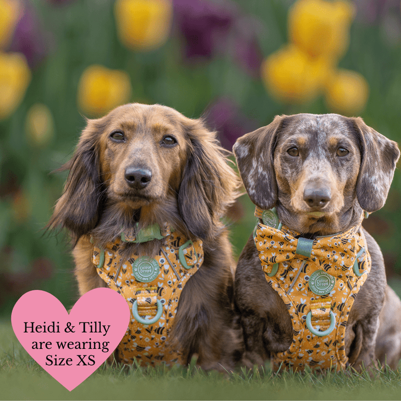 Trail & Glow Dog Harness & Lead Set - Colour Drops - Wanna - Bee - Bailey and Coco (UK)
