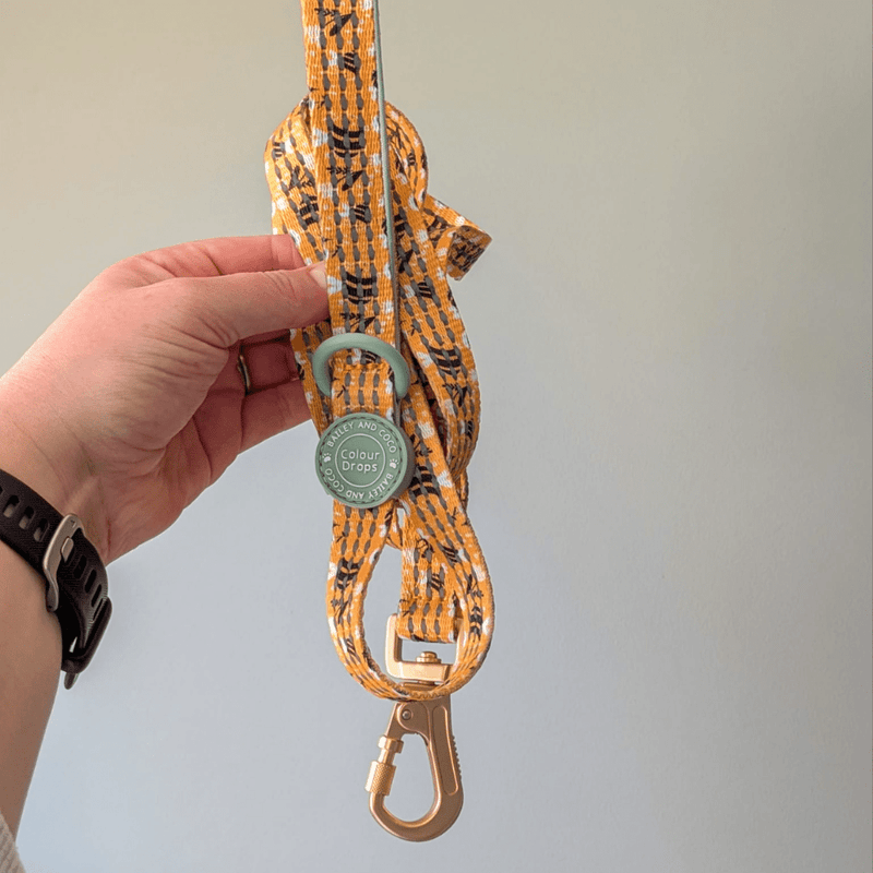 Trail & Glow Dog Harness & Lead Set - Colour Drops - Wanna - Bee - Bailey and Coco (UK)