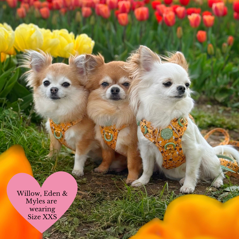 Trail & Glow Dog Harness & Lead Set - Colour Drops - Wanna - Bee - Bailey and Coco (UK)