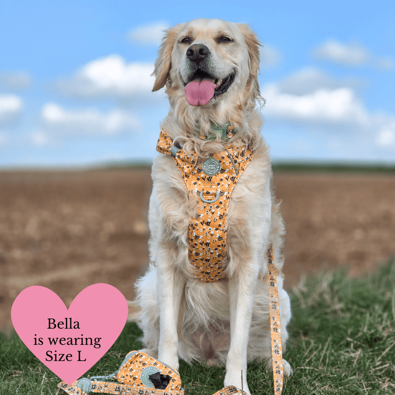 Trail & Glow Dog Harness & Lead Set - Colour Drops - Wanna - Bee - Bailey and Coco (UK)