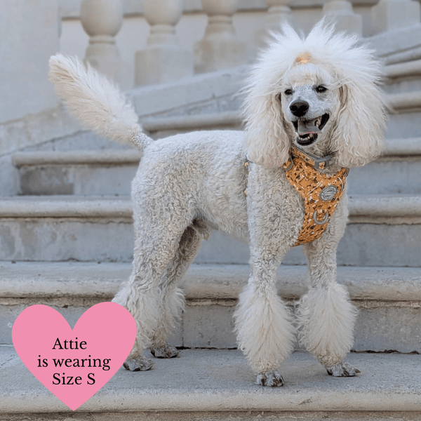 Trail & Glow Dog Harness & Lead Set - Colour Drops - Wanna-Bee - alternate view