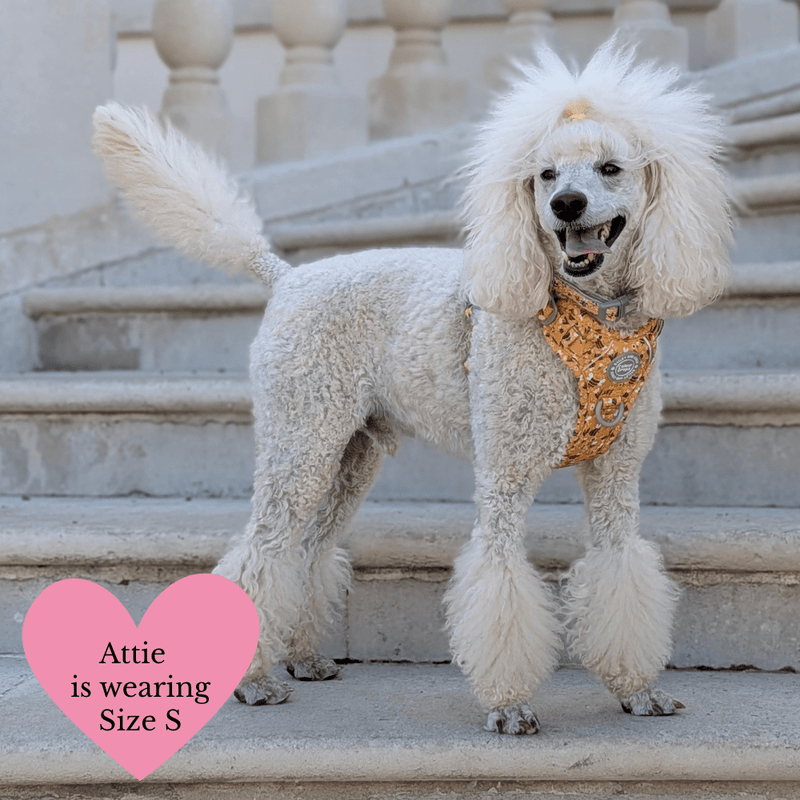 Trail & Glow Dog Harness & Lead Set - Colour Drops - Wanna - Bee - Bailey and Coco (UK)