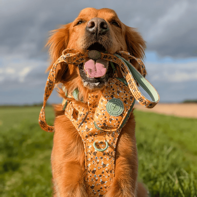 Trail & Glow Dog Harness & Lead Set - Colour Drops - Wanna - Bee - Bailey and Coco (UK)