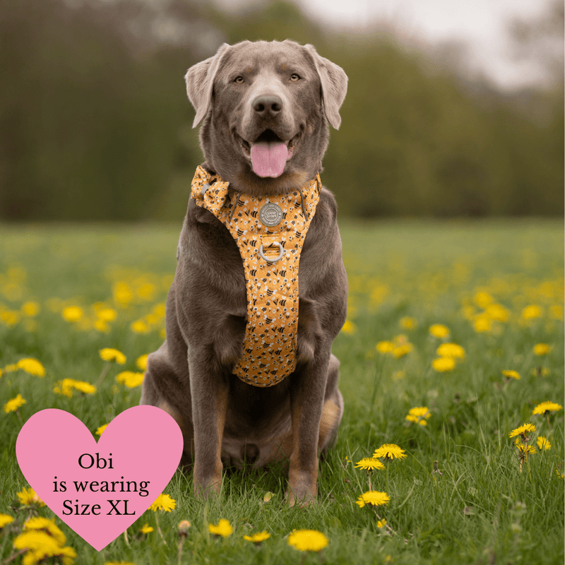 Trail & Glow Dog Harness & Lead Set - Colour Drops - Wanna - Bee - Bailey and Coco (UK)