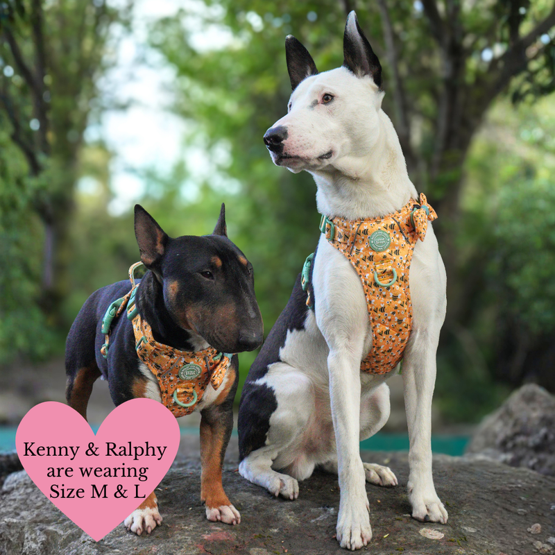 Trail & Glow Dog Harness & Lead Set - Colour Drops - Wanna - Bee - Bailey and Coco (UK)