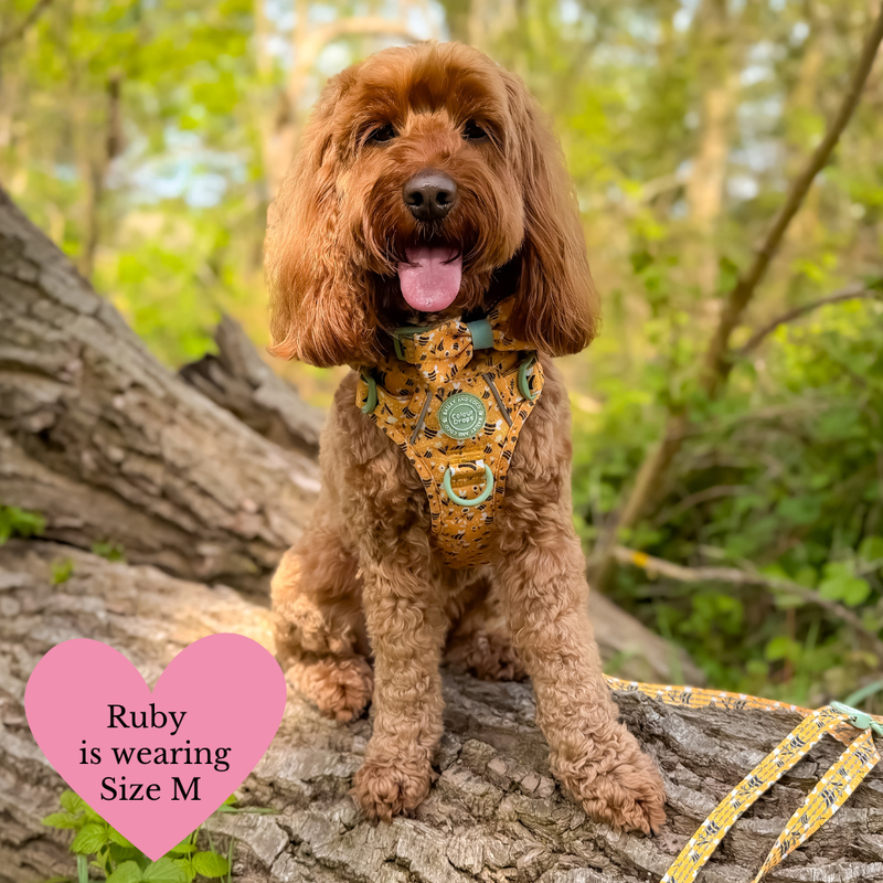 Trail & Glow Dog Harness & Lead Set - Colour Drops - Wanna - Bee - Bailey and Coco (UK)