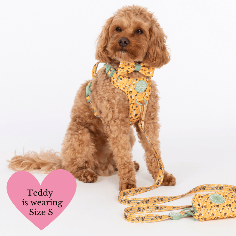 Trail & Glow Dog Harness & Lead Set - Colour Drops - Wanna - Bee - Bailey and Coco (UK)