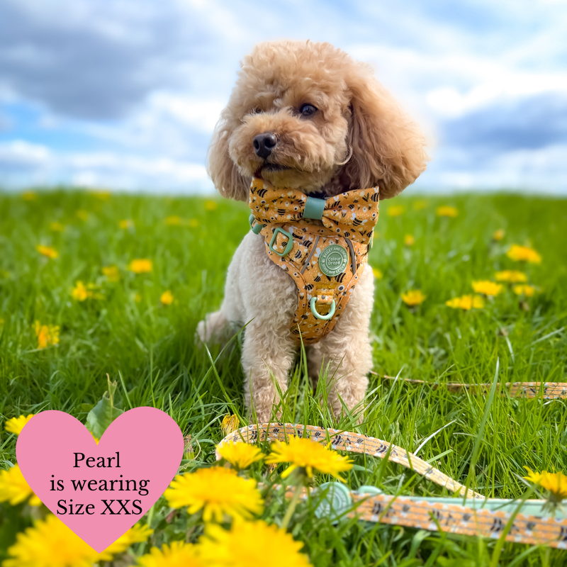Trail & Glow Dog Harness & Lead Set - Colour Drops - Wanna - Bee - Bailey and Coco (UK)