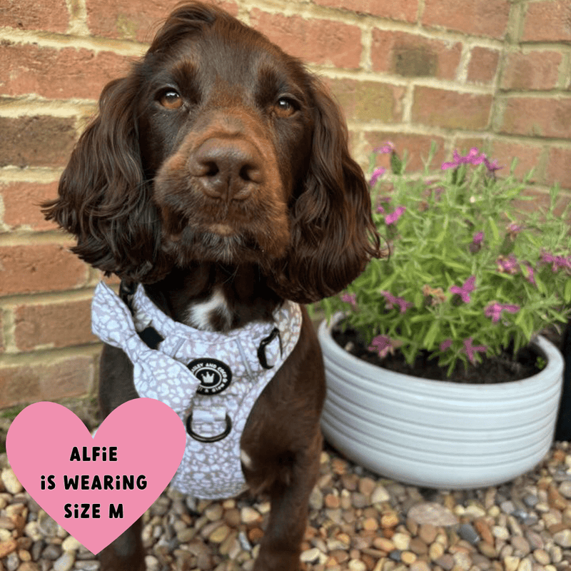 what size harness for a cocker spaniel