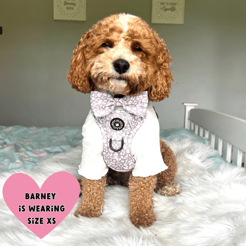 small dog wearing harness