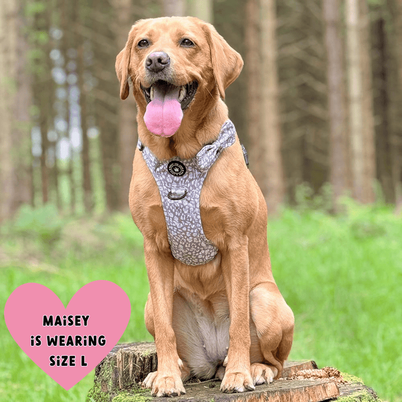 best dog harness for labrador uk