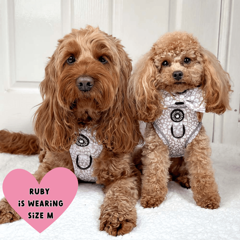 best dog harness cockapoo