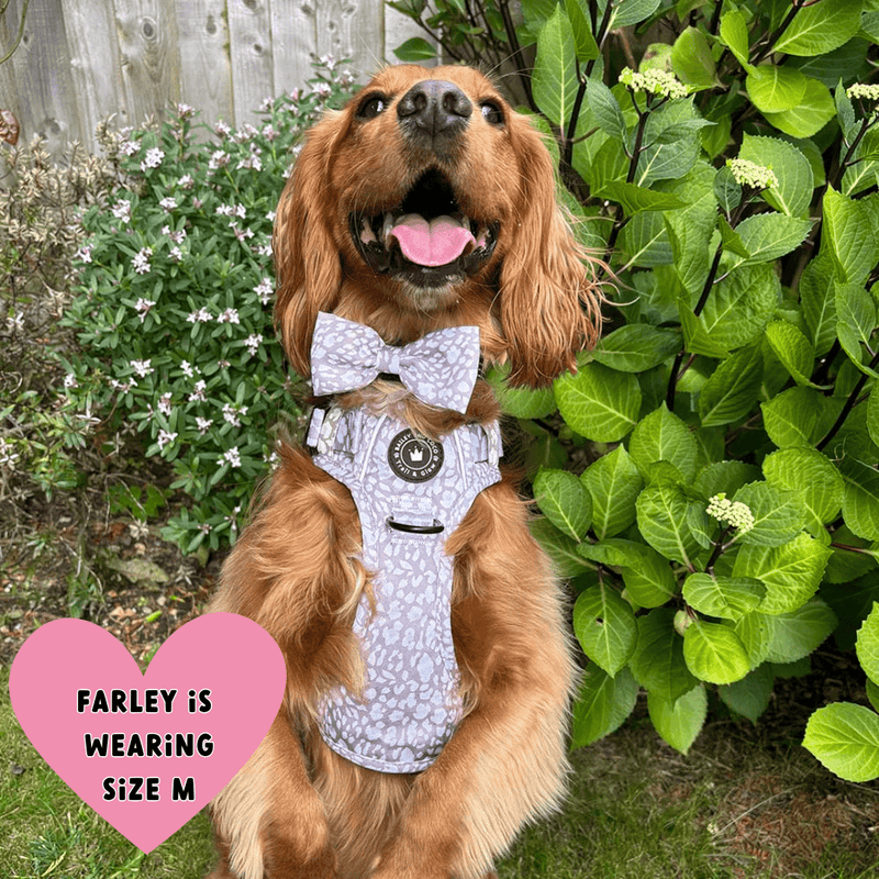 best dog harness for cocker spaniel uk