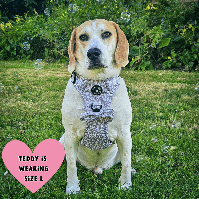 beagle harness size