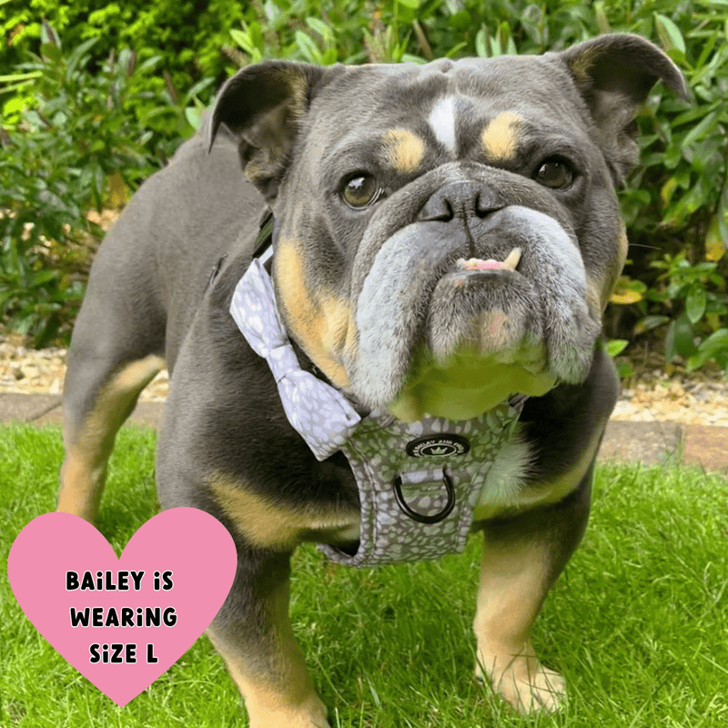 english bull terrier harness