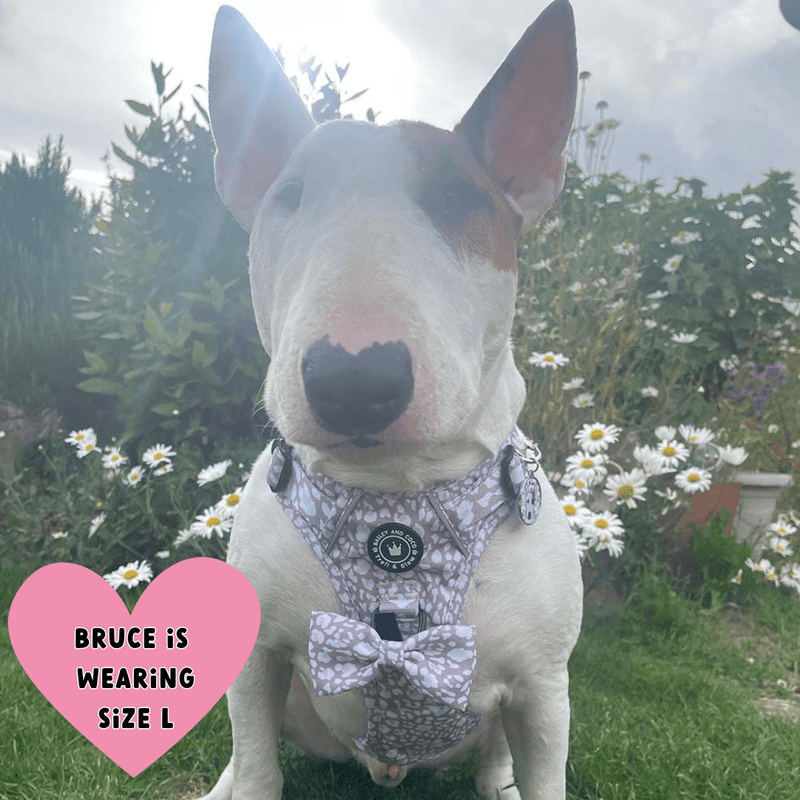 english bull terrier harness